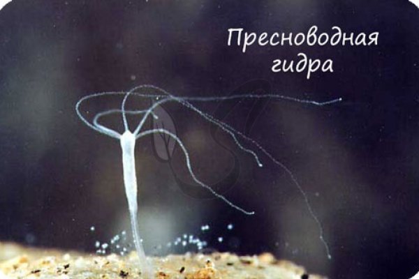 Сайт кракен реклама kraken ssylka onion